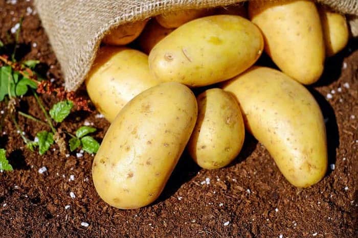 تصویر 5 از خرید سیب زمینی اصفهان + قیمت فروش استثنایی